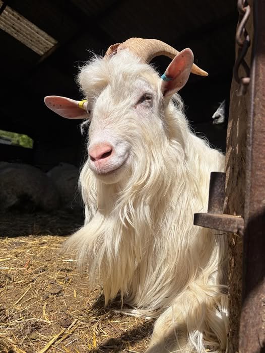 Farm animals at Longridge